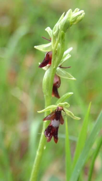 Ophrys insectifera